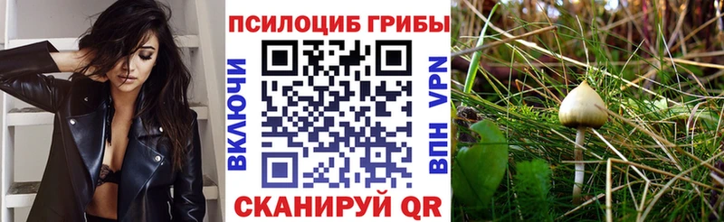Псилоцибиновые грибы Psilocybine cubensis  наркошоп  Киселёвск 